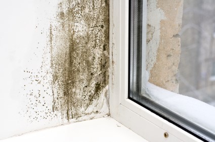 Mold Removal in Ducor by Palafox Prestige Construction, Inc.